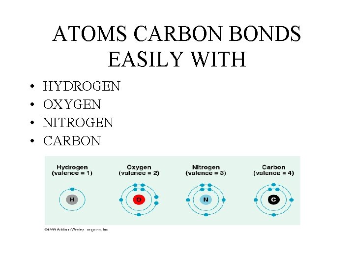ATOMS CARBON BONDS EASILY WITH • • HYDROGEN OXYGEN NITROGEN CARBON 