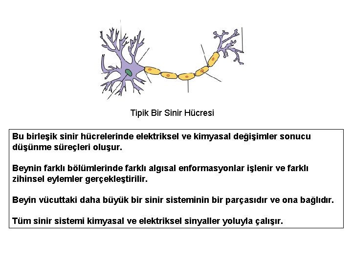 Tipik Bir Sinir Hücresi Bu birleşik sinir hücrelerinde elektriksel ve kimyasal değişimler sonucu düşünme