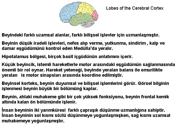 Lobes of the Cerebral Cortex Beyindeki farklı uzamsal alanlar, farklı bilişsel işlevler için uzmanlaşmıştır.