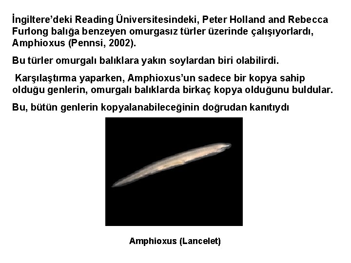 İngiltere’deki Reading Üniversitesindeki, Peter Holland Rebecca Furlong balığa benzeyen omurgasız türler üzerinde çalışıyorlardı, Amphioxus