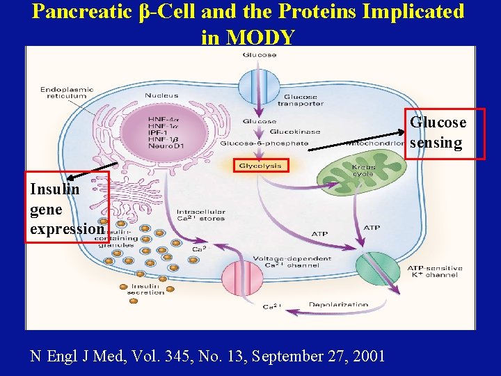 Pancreatic β-Cell and the Proteins Implicated in MODY Glucose sensing Insulin gene expression N