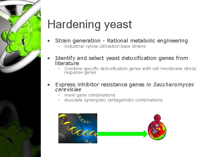 Hardening yeast • Strain generation - Rational metabolic engineering – Industrial xylose utilization base