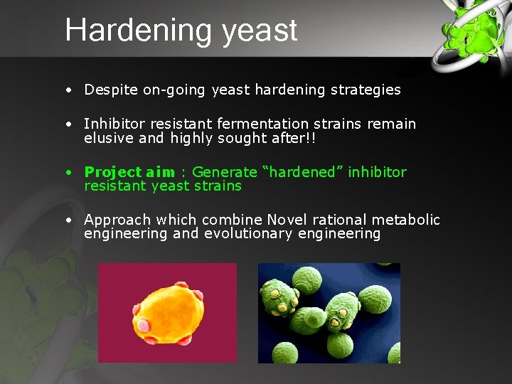 Hardening yeast • Despite on-going yeast hardening strategies • Inhibitor resistant fermentation strains remain