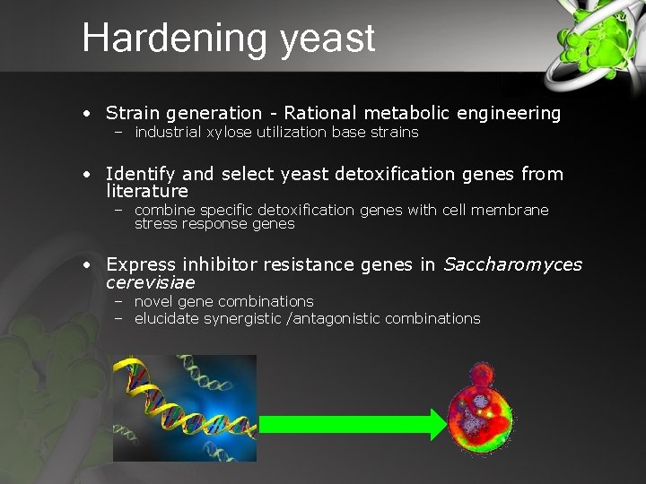 Hardening yeast • Strain generation - Rational metabolic engineering – industrial xylose utilization base