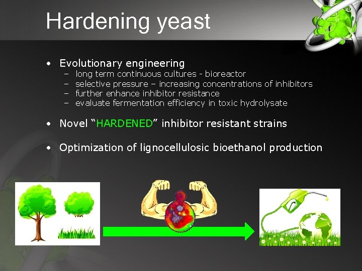 Hardening yeast • Evolutionary engineering – – long term continuous cultures - bioreactor selective