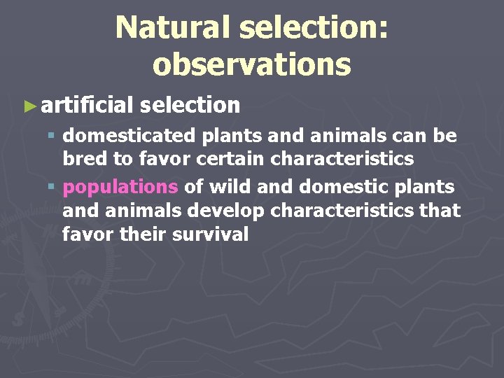 Natural selection: observations ► artificial selection § domesticated plants and animals can be bred Natural selection: observations ► artificial selection § domesticated plants and animals can be bred