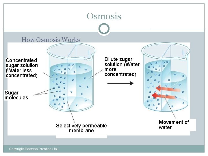 Osmosis How Osmosis Works Dilute sugar solution (Water more concentrated) Concentrated sugar solution (Water