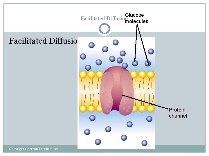 Glucose Facilitated Diffusion molecules Facilitated Diffusion Protein channel Copyright Pearson Prentice Hall 