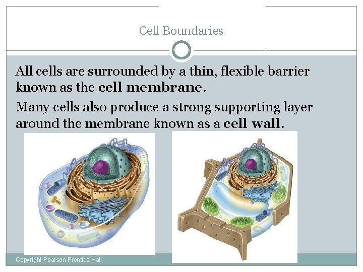 Cell Boundaries All cells are surrounded by a thin, flexible barrier known as the