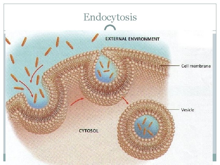 Endocytosis 