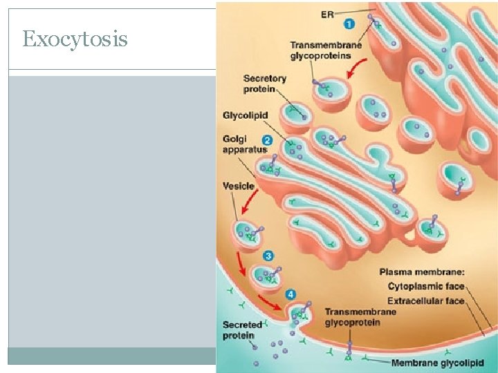 Exocytosis 