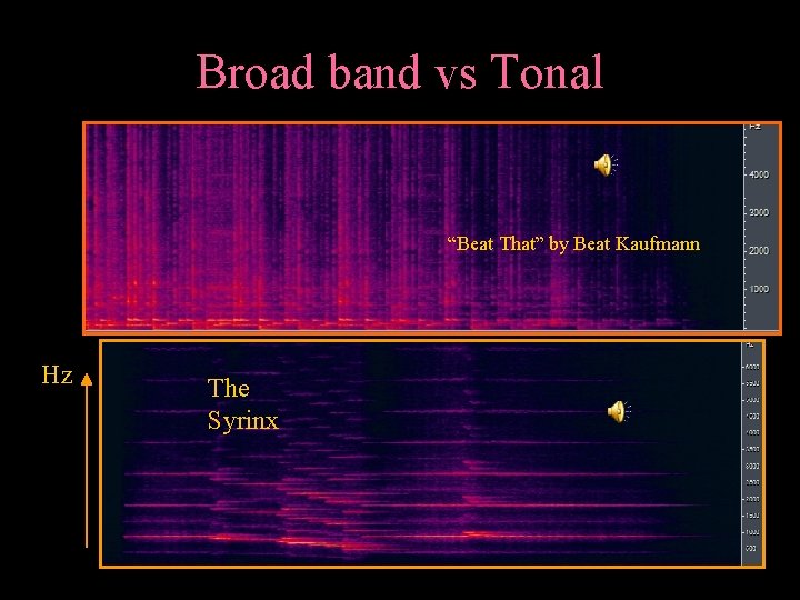 Broad band vs Tonal “Beat That” by Beat Kaufmann Hz The Syrinx 