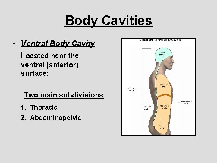 Body Cavities • Ventral Body Cavity Located near the ventral (anterior) surface: Two main