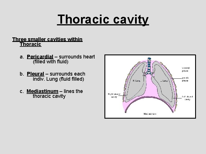 Thoracic cavity Three smaller cavities within Thoracic a. Pericardial – surrounds heart (filled with