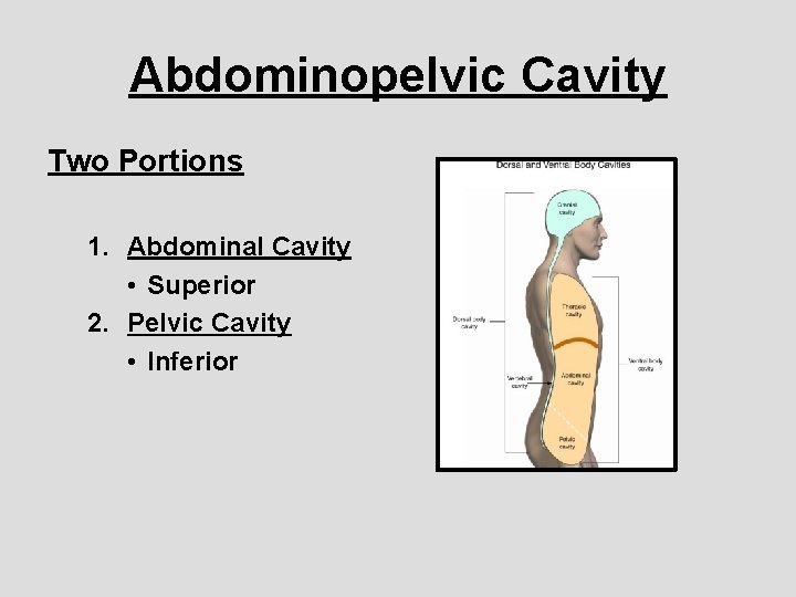 Abdominopelvic Cavity Two Portions 1. Abdominal Cavity • Superior 2. Pelvic Cavity • Inferior