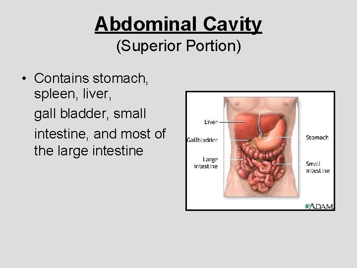 Abdominal Cavity (Superior Portion) • Contains stomach, spleen, liver, gall bladder, small intestine, and