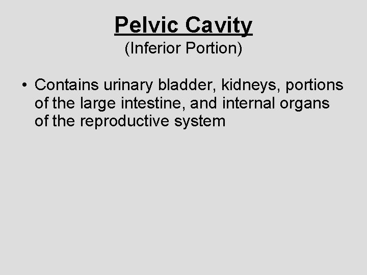 Pelvic Cavity (Inferior Portion) • Contains urinary bladder, kidneys, portions of the large intestine,