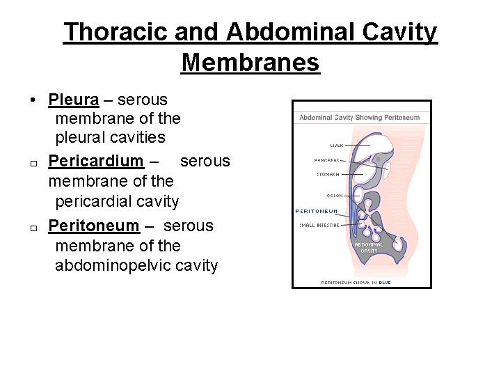 Thoracic and Abdominal Cavity Membranes • Pleura – serous membrane of the pleural cavities