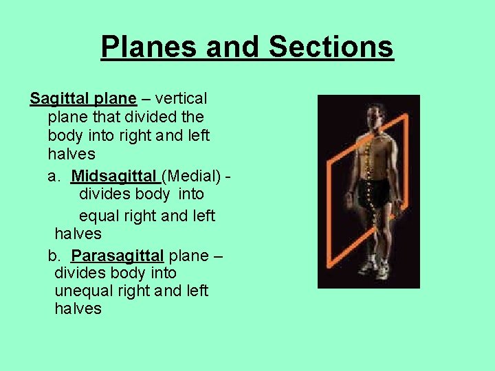 Planes and Sections Sagittal plane – vertical plane that divided the body into right