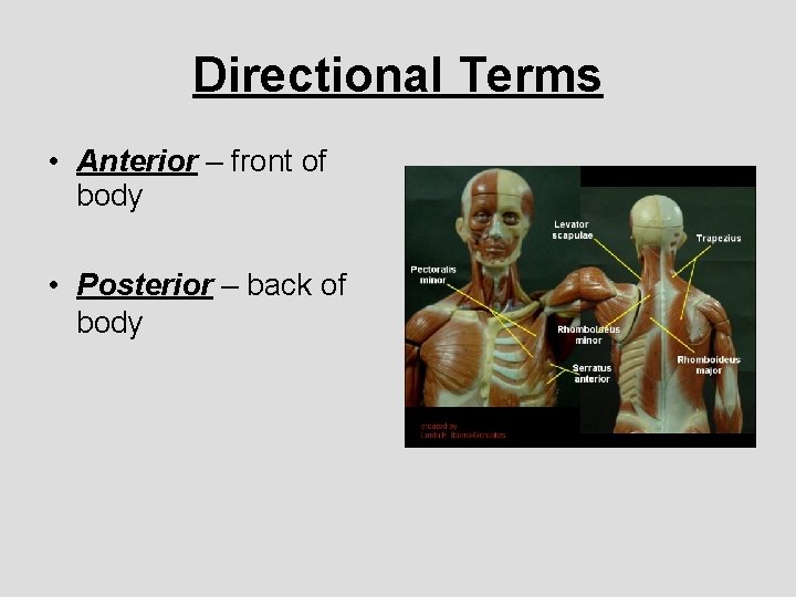 Directional Terms • Anterior – front of body • Posterior – back of body