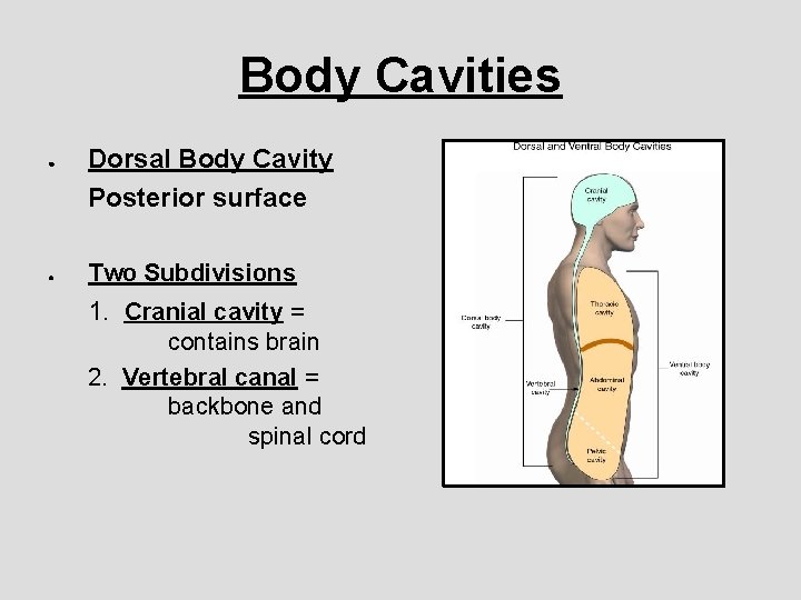 Body Cavities ● ● Dorsal Body Cavity Posterior surface Two Subdivisions 1. Cranial cavity