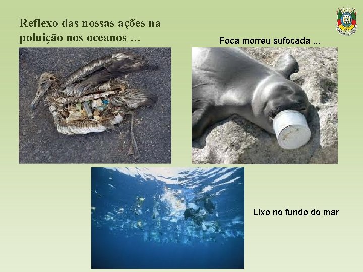 Reflexo das nossas ações na poluição nos oceanos … Foca morreu sufocada. . Lixo