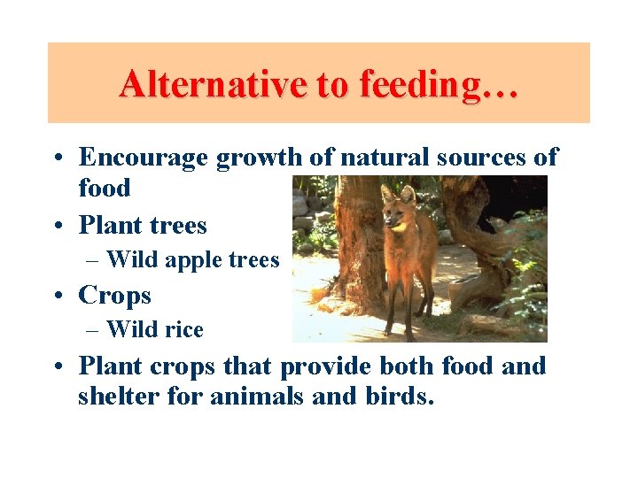 Alternative to feeding… • Encourage growth of natural sources of food • Plant trees