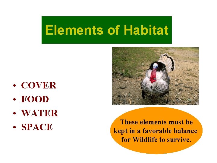 Elements of Habitat • • COVER FOOD WATER SPACE These elements must be kept