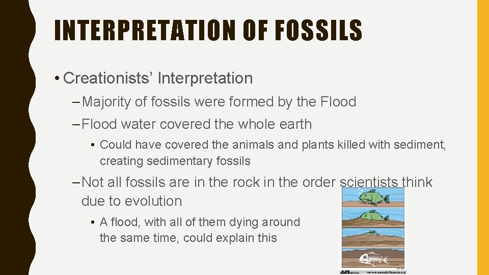 INTERPRETATION OF FOSSILS • Creationists’ Interpretation – Majority of fossils were formed by the