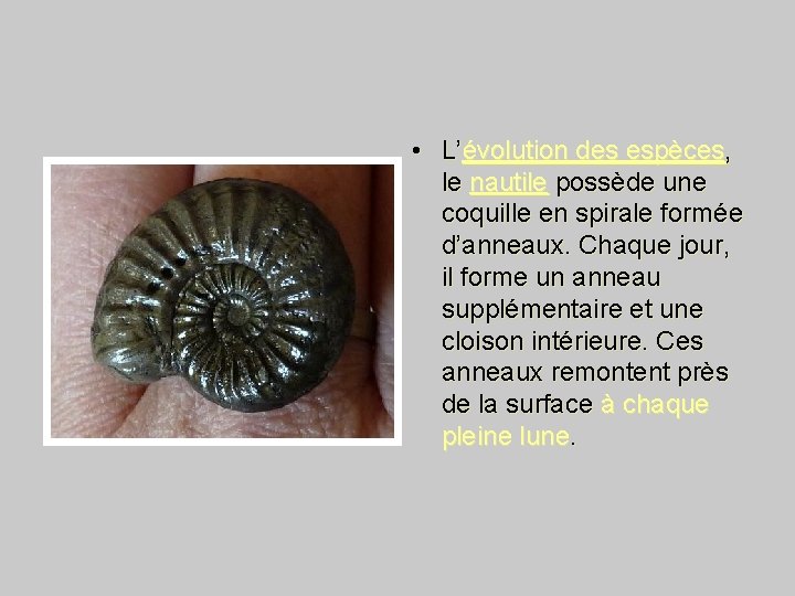  • L’évolution des espèces, le nautile possède une coquille en spirale formée d’anneaux.