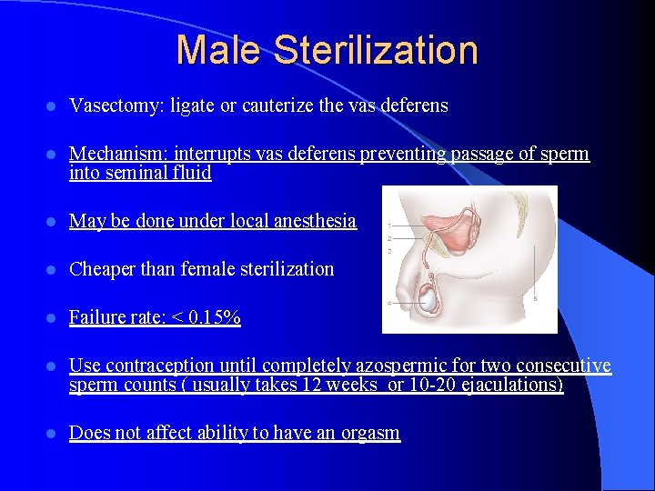 Male Sterilization l Vasectomy: ligate or cauterize the vas deferens l Mechanism: interrupts vas
