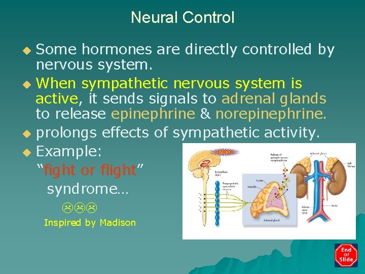 Neural Control Some hormones are directly controlled by nervous system. u When sympathetic nervous