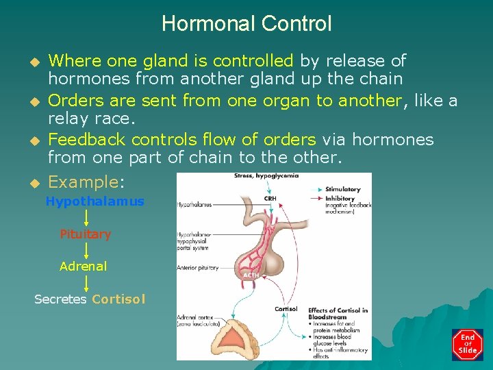 Hormonal Control u u Where one gland is controlled by release of hormones from