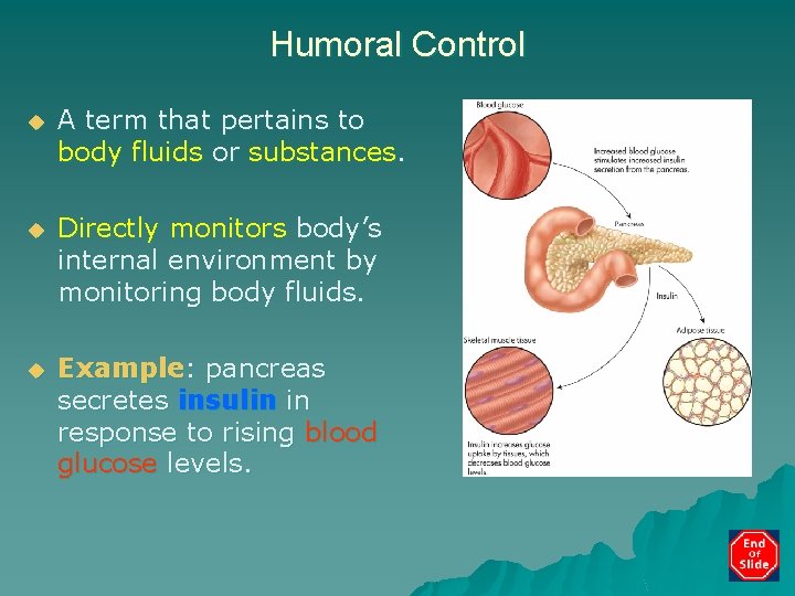 Humoral Control u A term that pertains to body fluids or substances. u Directly