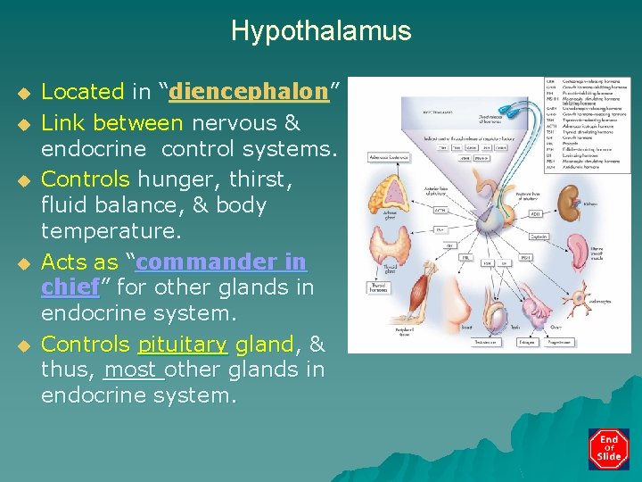 Hypothalamus u u u Located in “diencephalon” Link between nervous & endocrine control systems.