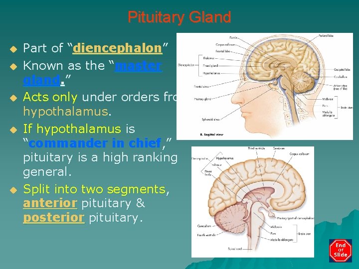 Pituitary Gland u u u Part of “diencephalon” Known as the “master gland. ”
