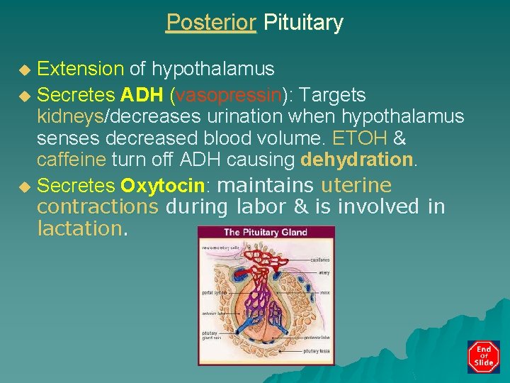 Posterior Pituitary Extension of hypothalamus u Secretes ADH (vasopressin): Targets kidneys/decreases urination when hypothalamus