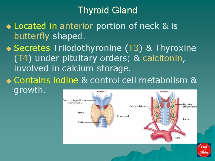 Thyroid Gland Located in anterior portion of neck & is butterfly shaped. u Secretes