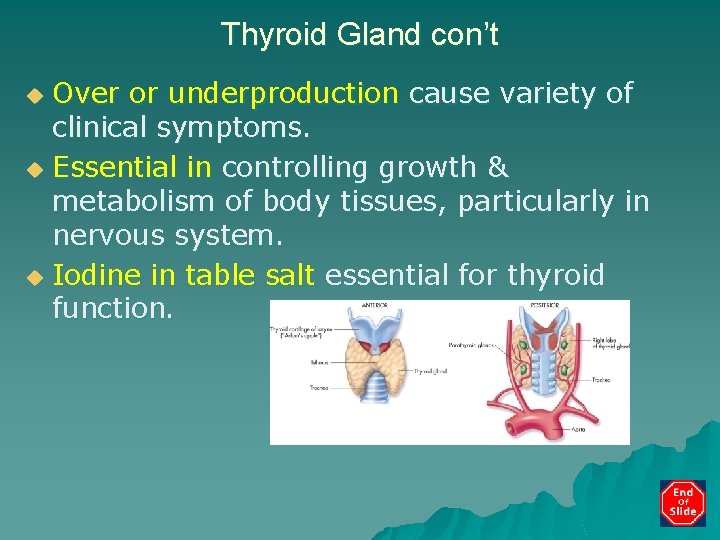 Thyroid Gland con’t Over or underproduction cause variety of clinical symptoms. u Essential in