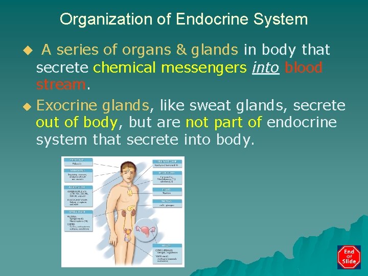 Organization of Endocrine System A series of organs & glands in body that secrete