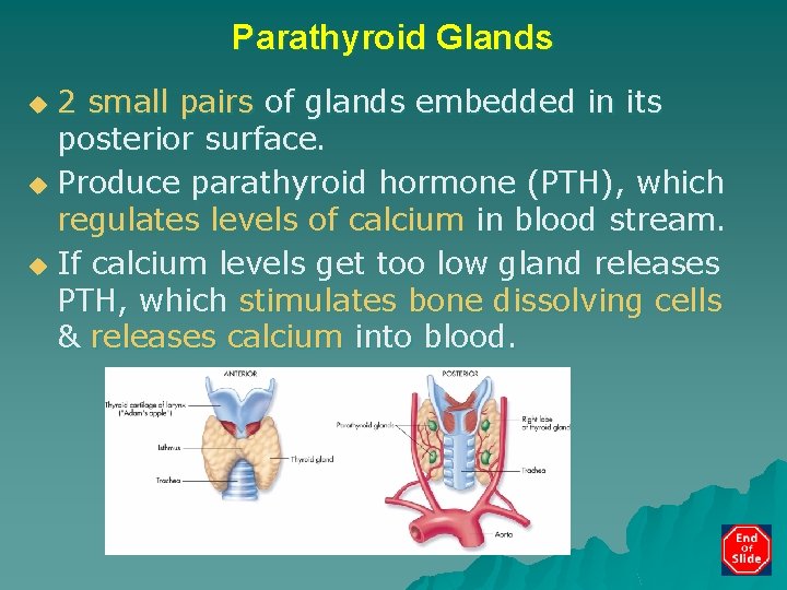 Parathyroid Glands 2 small pairs of glands embedded in its posterior surface. u Produce
