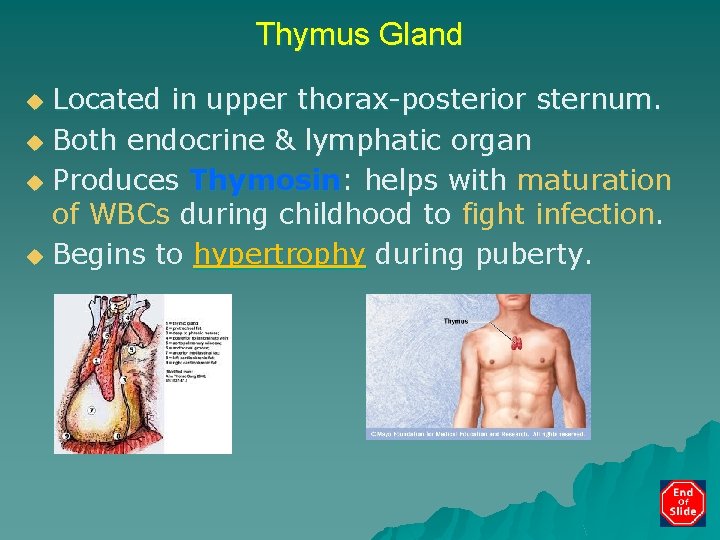 Thymus Gland Located in upper thorax-posterior sternum. u Both endocrine & lymphatic organ u