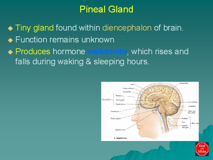 Pineal Gland Tiny gland found within diencephalon of brain. u Function remains unknown u