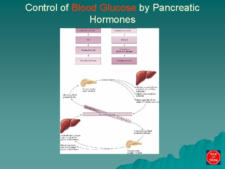 Control of Blood Glucose by Pancreatic Hormones 
