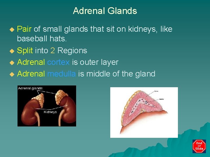 Adrenal Glands Pair of small glands that sit on kidneys, like baseball hats. u