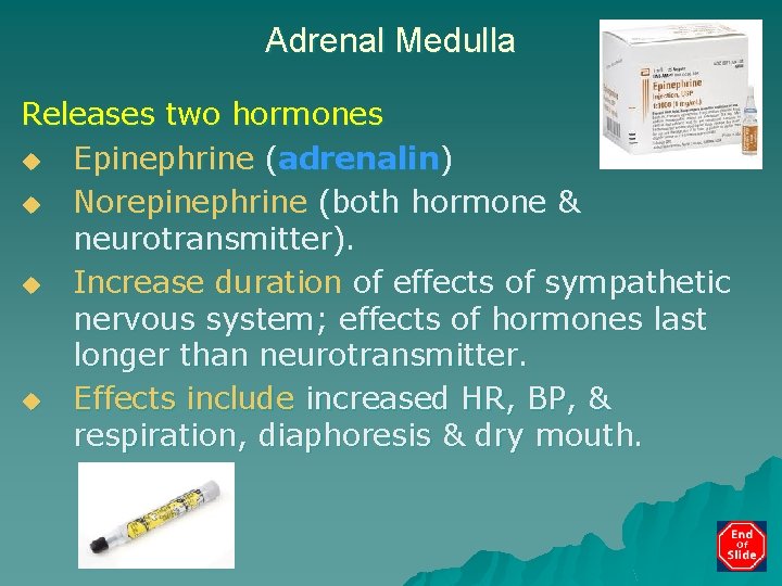 Adrenal Medulla Releases two hormones u Epinephrine (adrenalin) u Norepinephrine (both hormone & neurotransmitter).