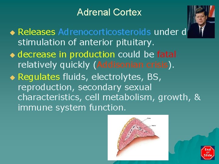 Adrenal Cortex Releases Adrenocorticosteroids under direct stimulation of anterior pituitary. u decrease in production