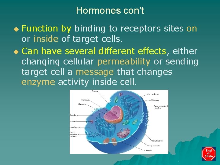 Hormones con’t Function by binding to receptors sites on or inside of target cells.