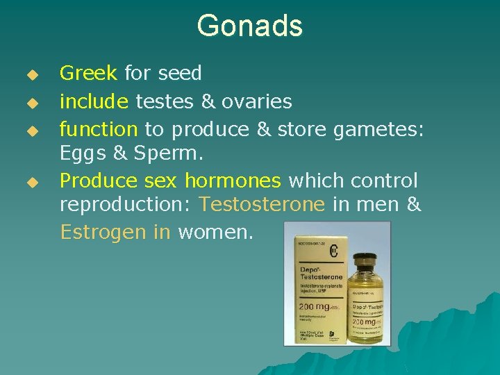 Gonads u u Greek for seed include testes & ovaries function to produce &