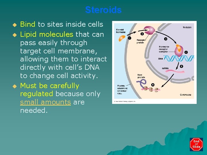 Steroids u u u Bind to sites inside cells Lipid molecules that can pass